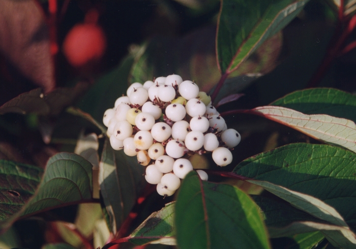 Chief Bloodgood™ Dogwood - Cornus alba 'Chblzam' from KG Kelly's Gardens Chief Bloodgood™ Dogwood - Cornus alba 'Chblzam' from KG Kelly's Gardens