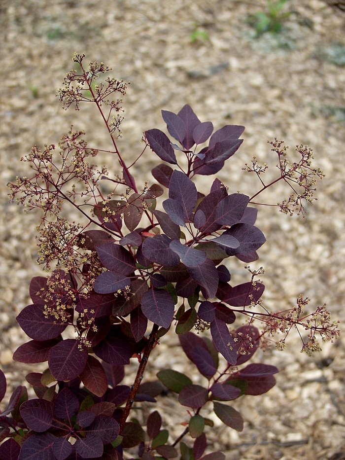 Purple Supreme Smokebush - Cotinus coggygria 'Purple Supreme' from KG Kelly's Gardens