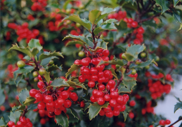 Blue Princess Holly - Ilex x meserveae 'Blue Princess' from KG Kelly's Gardens