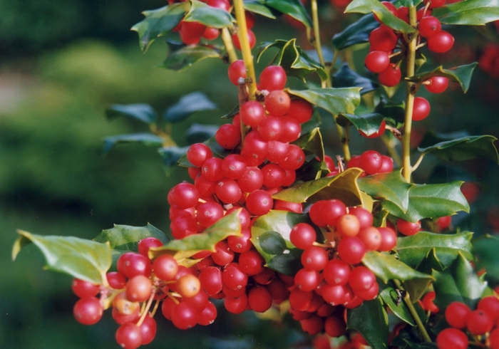 China Girl Holly - Ilex x meserveae 'Mesog' from KG Kelly's Gardens China Girl Holly - Ilex x meserveae 'Mesog' from KG Kelly's Gardens