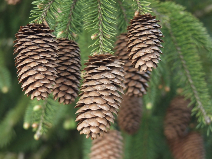 Acrocona Spruce - Picea abies 'Acrocona' from KG Kelly's Gardens Acrocona Spruce - Picea abies 'Acrocona' from KG Kelly's Gardens