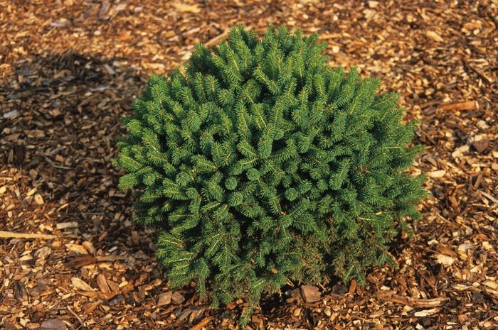 Globosa - Picea glauca 'Little Globe' from KG Kelly's Gardens