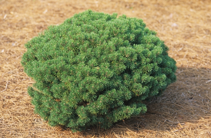 Mugo Pine - Pinus mugo 'Mops' from KG Kelly's Gardens Mugo Pine - Pinus mugo 'Mops' from KG Kelly's Gardens