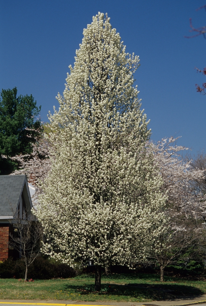Callery Pear - Pyrus calleryana 'chanticleer' from KG Kelly's Gardens Callery Pear - Pyrus calleryana 'chanticleer' from KG Kelly's Gardens