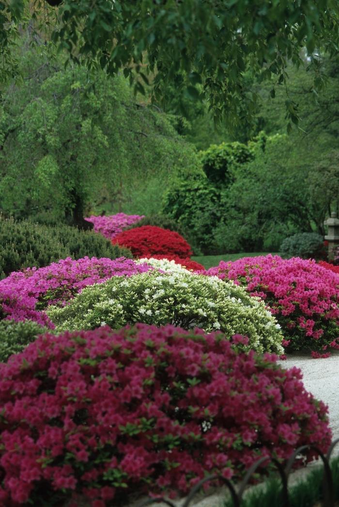 Azalea - Multiple Varieties from KG Kelly's Gardens Azalea - Multiple Varieties from KG Kelly's Gardens