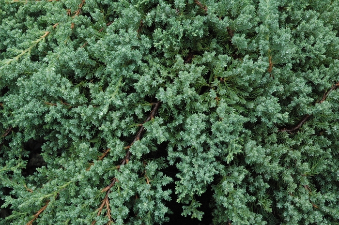 Greenmound - Juniperus procumbens 'green mound' from KG Kelly's Gardens Greenmound - Juniperus procumbens 'green mound' from KG Kelly's Gardens