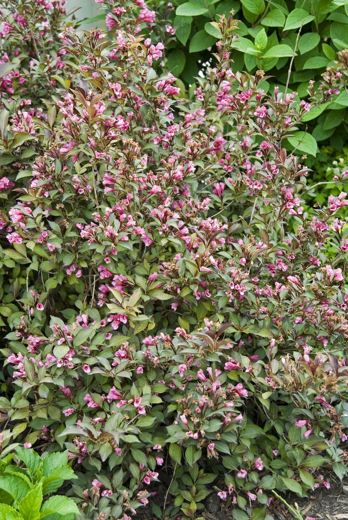 Weigela - Weigela florida 'Wine & Roses®' from KG Kelly's Gardens Weigela - Weigela florida 'Wine & Roses®' from KG Kelly's Gardens