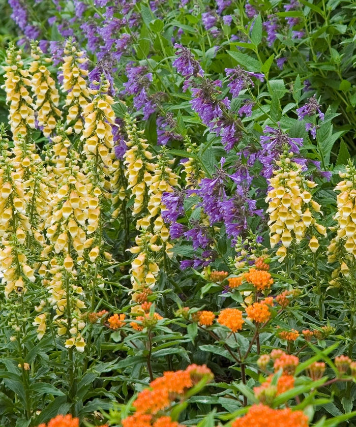 Foxglove - Digitalis 'Spice Island' from KG Kelly's Gardens Foxglove - Digitalis 'Spice Island' from KG Kelly's Gardens