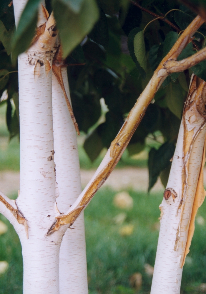 Whitebarked Himalayan Birch - Betula jacquemontii from KG Kelly's Gardens