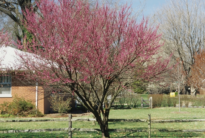 Redbud - Cercis canadensis '' from KG Kelly's Gardens