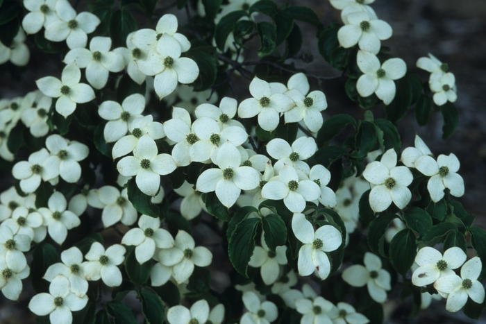 Chinese Dogwood or Kousa Dogwood - Cornus kousa from KG Kelly's Gardens