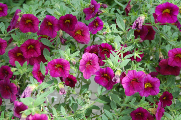 Million Bells - Calibrachoa from KG Kelly's Gardens Million Bells - Calibrachoa from KG Kelly's Gardens