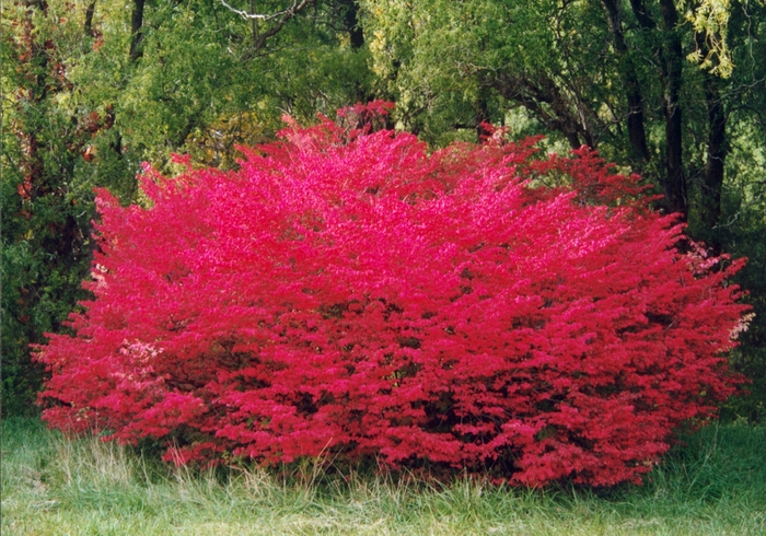 Burning Bush - Euonymus alatus 'Compactus' from KG Kelly's Gardens Burning Bush - Euonymus alatus 'Compactus' from KG Kelly's Gardens