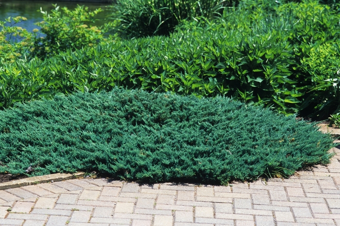 Creeping Juniper - Juniperus horizontalis 'Blue Chip' from KG Kelly's Gardens Creeping Juniper - Juniperus horizontalis 'Blue Chip' from KG Kelly's Gardens