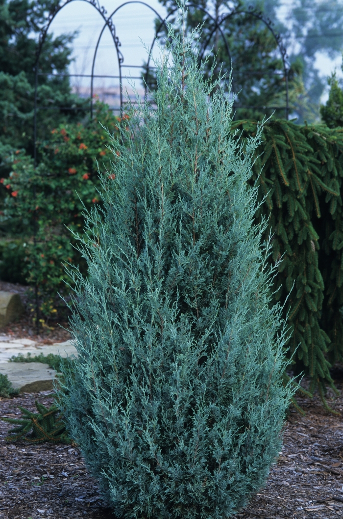 Wichita Blue Juniper - Juniperus scopulorum 'Wichita Blue' from KG Kelly's Gardens Wichita Blue Juniper - Juniperus scopulorum 'Wichita Blue' from KG Kelly's Gardens