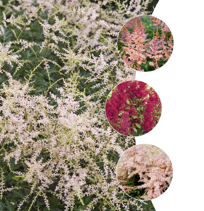 False Spirea - Astilbe - Multiple Varieties from KG Kelly's Gardens False Spirea - Astilbe - Multiple Varieties from KG Kelly's Gardens