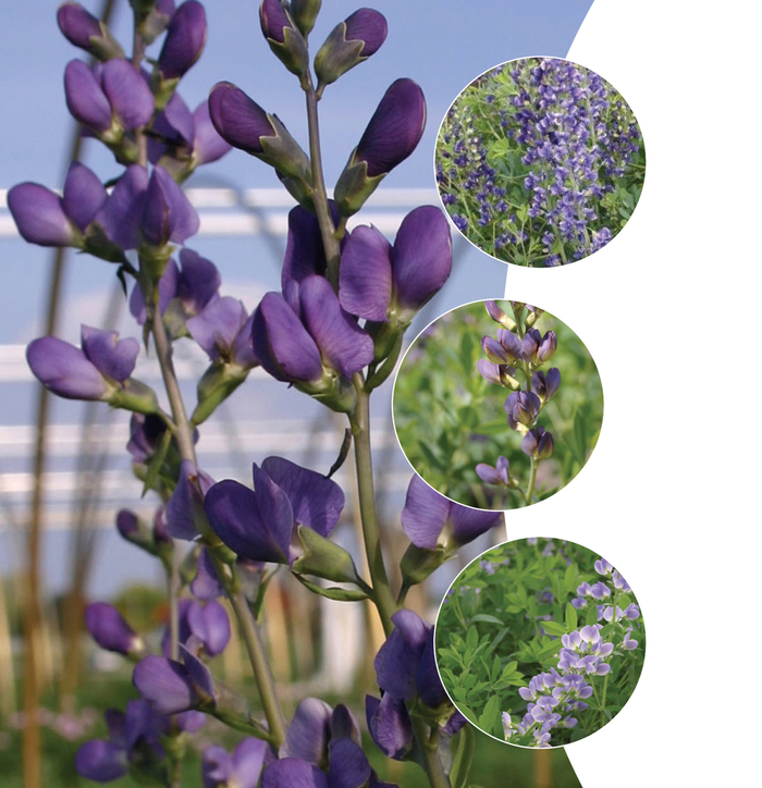 Baptisa - False Indigo - Multiple Varieties from KG Kelly's Gardens Baptisa - False Indigo - Multiple Varieties from KG Kelly's Gardens