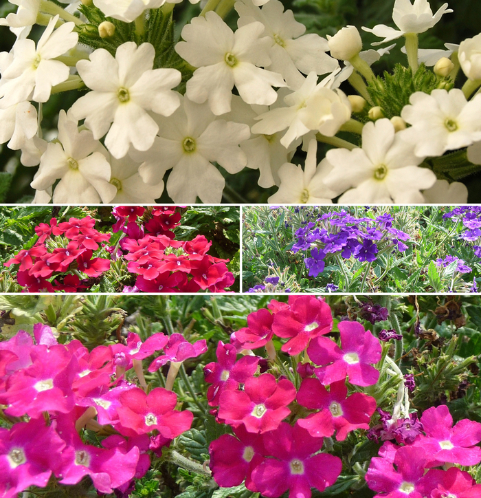 Verbena - Mulitple Varieties from KG Kelly's Gardens Verbena - Mulitple Varieties from KG Kelly's Gardens