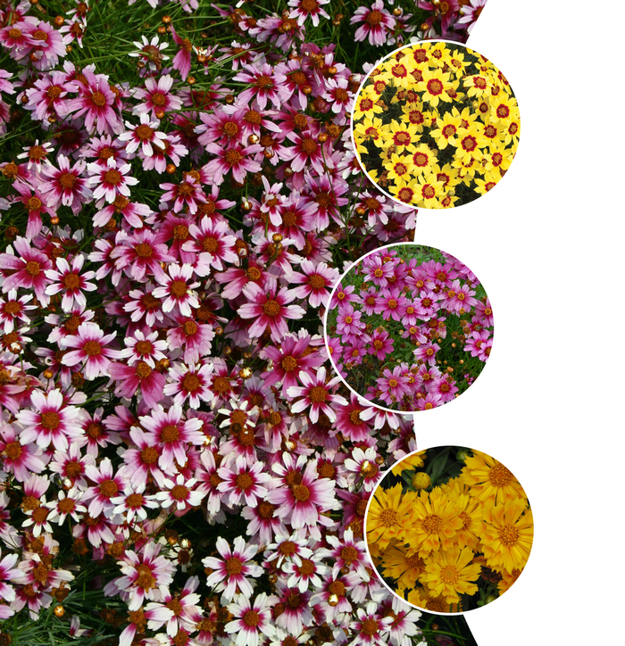 Coreopsis - Threadleaf - Multiple Varieties from KG Kelly's Gardens Coreopsis - Threadleaf - Multiple Varieties from KG Kelly's Gardens