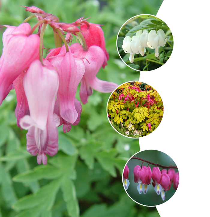 Dicentra - Bleeding Heart - Multiple Varieties from KG Kelly's Gardens Dicentra - Bleeding Heart - Multiple Varieties from KG Kelly's Gardens