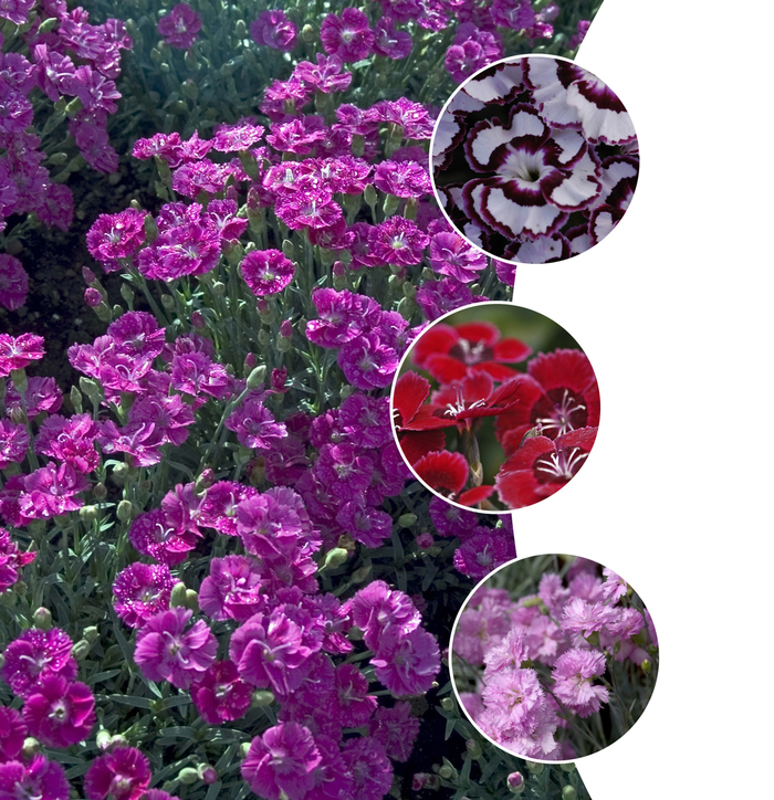 Dianthus - Multiple Varieties from KG Kelly's Gardens Dianthus - Multiple Varieties from KG Kelly's Gardens