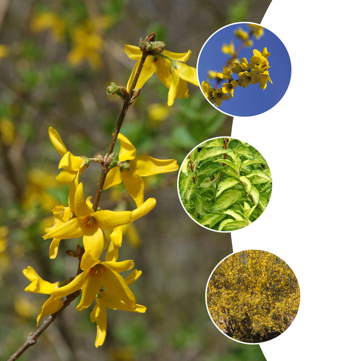 Forsythia - Forsythia 'Multiple Varieties' from KG Kelly's Gardens Forsythia - Forsythia 'Multiple Varieties' from KG Kelly's Gardens