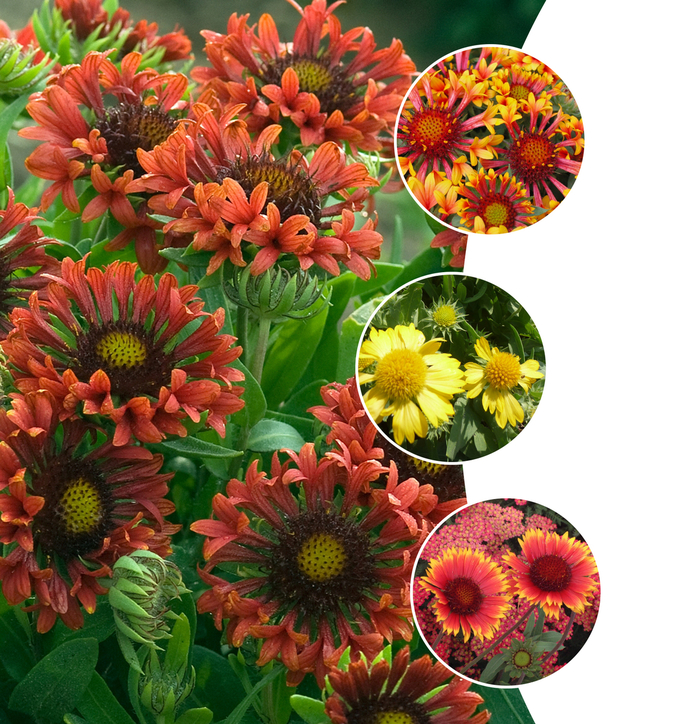 Gaillardia - Blanket Flower - Gaillardia 'Multiple Varieties' from KG Kelly's Gardens Gaillardia - Blanket Flower - Gaillardia 'Multiple Varieties' from KG Kelly's Gardens