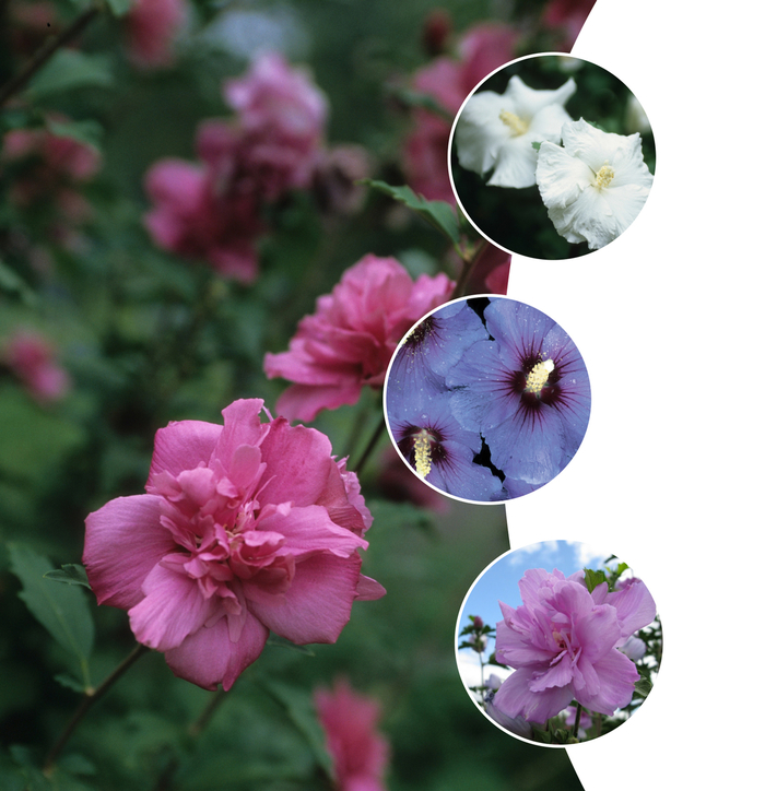Hibiscus - Rose of Sharon - Multiple Varieties from KG Kelly's Gardens Hibiscus - Rose of Sharon - Multiple Varieties from KG Kelly's Gardens