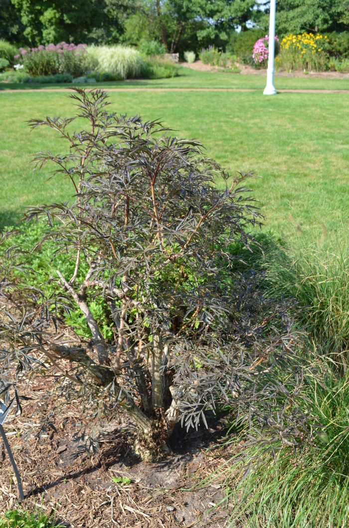 Elderberry - Sambucus from KG Kelly's Gardens Elderberry - Sambucus from KG Kelly's Gardens