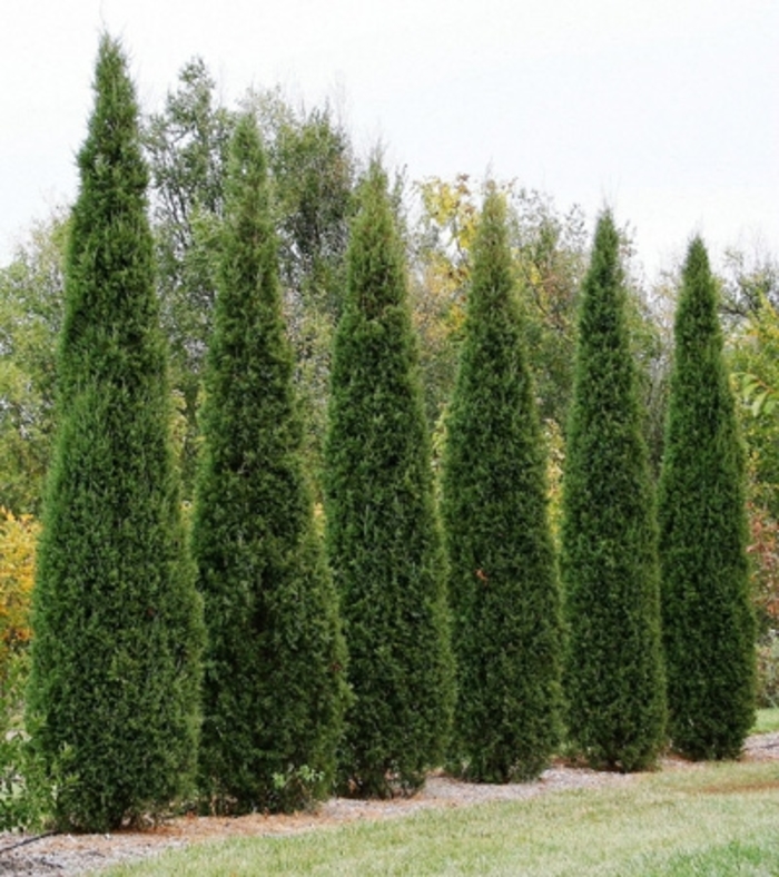 Skyrocket Juniper - Juniperus Scopulorum from KG Kelly's Gardens