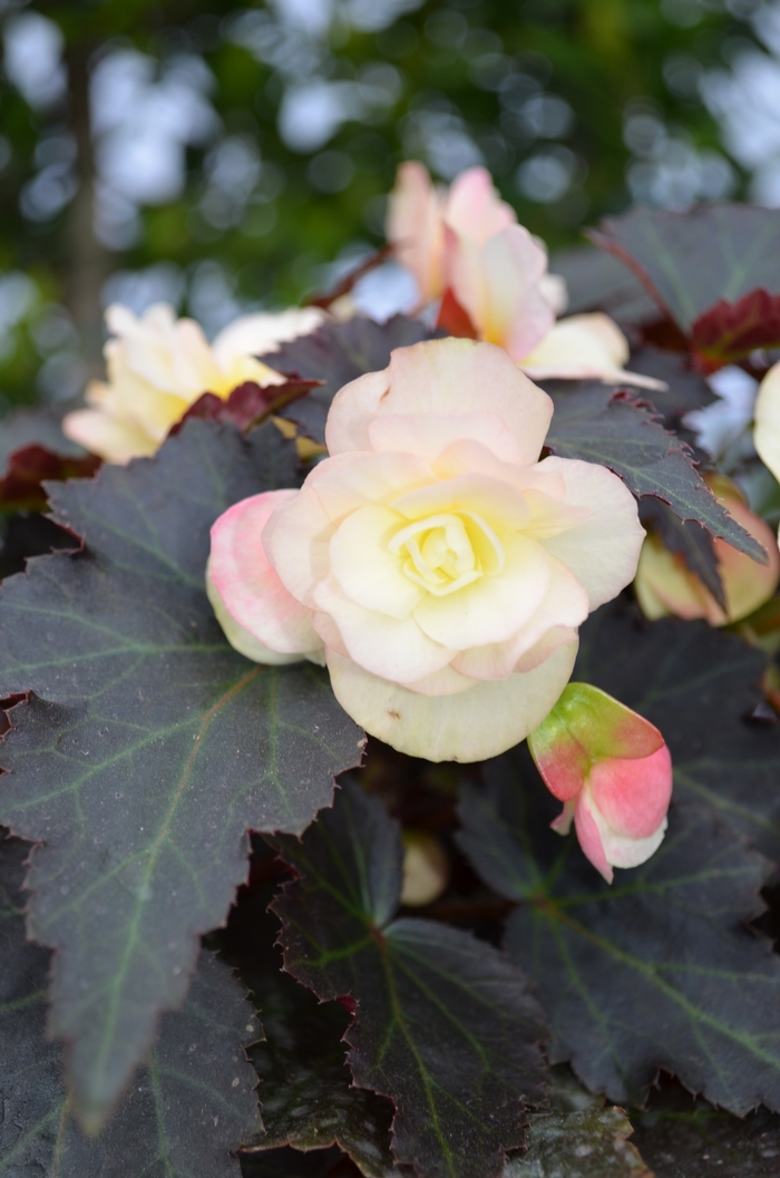 'Antique Lemon' - Begonia from KG Kelly's Gardens 'Antique Lemon' - Begonia from KG Kelly's Gardens