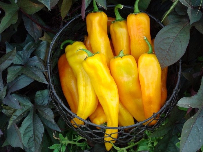 Pepper - Sweet Banana from KG Kelly's Gardens Pepper - Sweet Banana from KG Kelly's Gardens