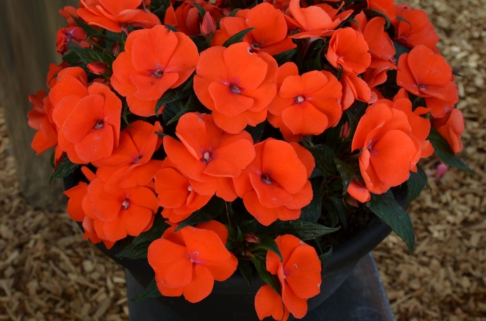 New Guinea Impatiens - Impatiens from KG Kelly's Gardens New Guinea Impatiens - Impatiens from KG Kelly's Gardens