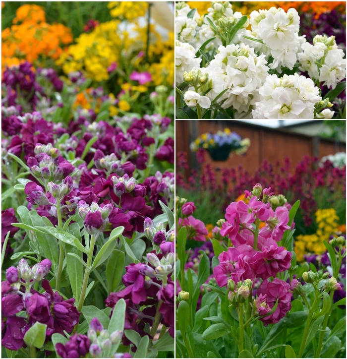 Stock, Assorted - Matthiola incana from KG Kelly's Gardens Stock, Assorted - Matthiola incana from KG Kelly's Gardens
