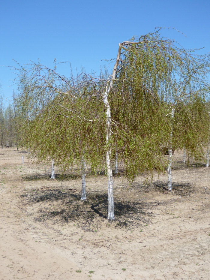 Young's Weeping Birch - Betula pendula 'Youngii' from KG Kelly's Gardens Young's Weeping Birch - Betula pendula 'Youngii' from KG Kelly's Gardens