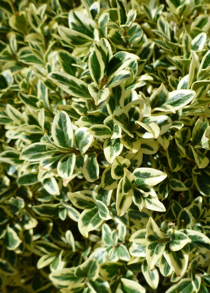 Variegated English Boxwood - Buxus sempervirens 'Aureo-variegata' from KG Kelly's Gardens Variegated English Boxwood - Buxus sempervirens 'Aureo-variegata' from KG Kelly's Gardens