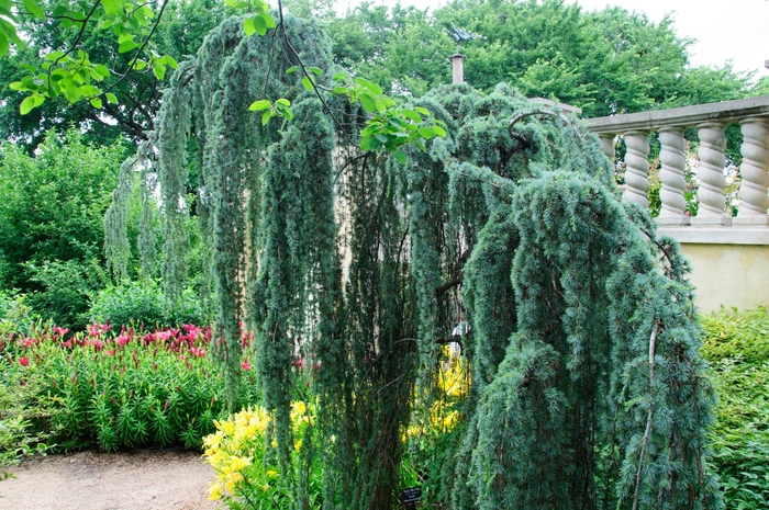 Weeping Cedar - Cedrus atlantica 'Glauca Pendula' from KG Kelly's Gardens Weeping Cedar - Cedrus atlantica 'Glauca Pendula' from KG Kelly's Gardens