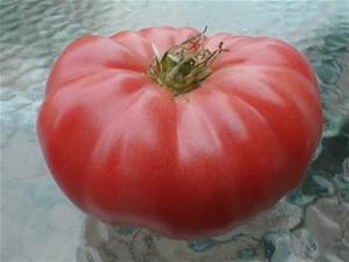 beef steak - tomatoe from KG Kelly's Gardens