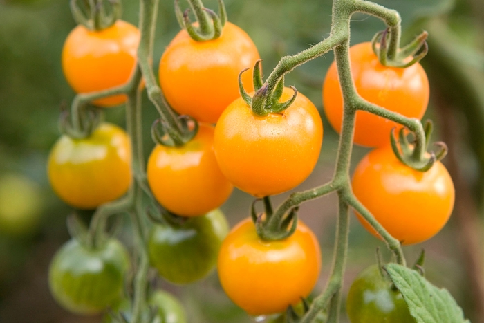 Sun Sugar - Tomatoe from KG Kelly's Gardens