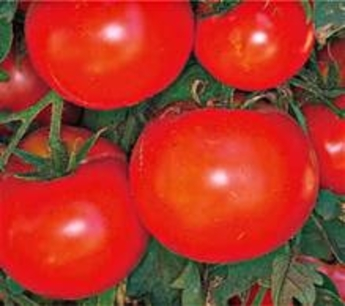 Celebrity - Tomatoe from KG Kelly's Gardens
