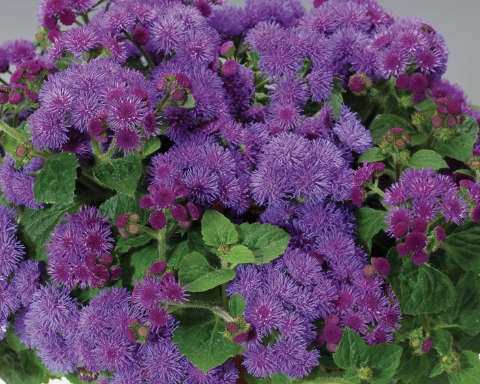 Artist® Blue - Ageratum houstonianum (Flossflower) from KG Kelly's Gardens Artist® Blue - Ageratum houstonianum (Flossflower) from KG Kelly's Gardens