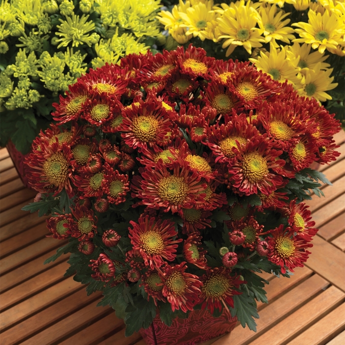 'Encino™ Red Improved' Pot Mum - Chrysanthemum indicum from KG Kelly's Gardens 'Encino™ Red Improved' Pot Mum - Chrysanthemum indicum from KG Kelly's Gardens