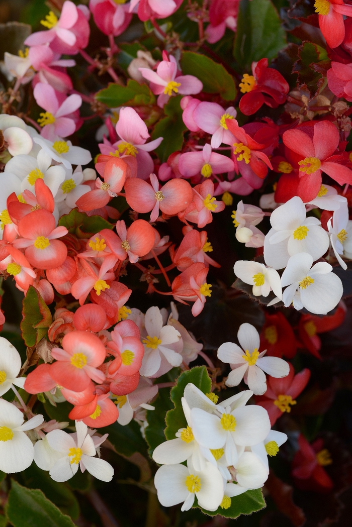BabyWing® Mix - Begonia from KG Kelly's Gardens BabyWing® Mix - Begonia from KG Kelly's Gardens