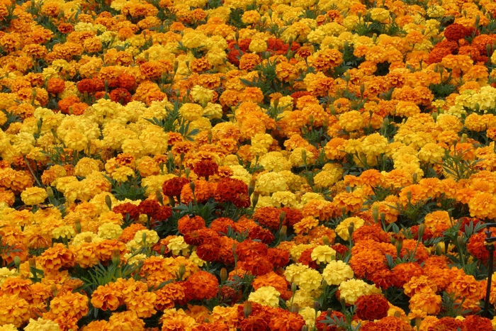 Zenith™ 'Mix' - Tagetes (French Marigold) from KG Kelly's Gardens Zenith™ 'Mix' - Tagetes (French Marigold) from KG Kelly's Gardens