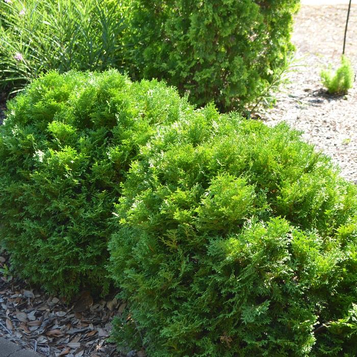 Mr. Bowling Ball® Arborvitae - Thuja occidentalis 'Bobazam' 'Bobazam' (Arborvitae) from KG Kelly's Gardens Mr. Bowling Ball® Arborvitae - Thuja occidentalis 'Bobazam' 'Bobazam' (Arborvitae) from KG Kelly's Gardens
