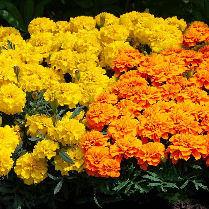 Happy™ Mix - Tagetes patula nana (French Marigold) from KG Kelly's Gardens Happy™ Mix - Tagetes patula nana (French Marigold) from KG Kelly's Gardens