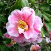 Adding Camellias to Your Landscape