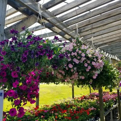 Hanging Baskets