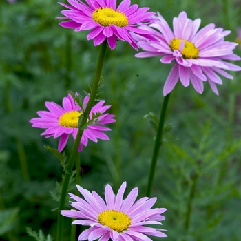 Tanacetum coccinium 'Robinson's Rose' - Pyrethrum