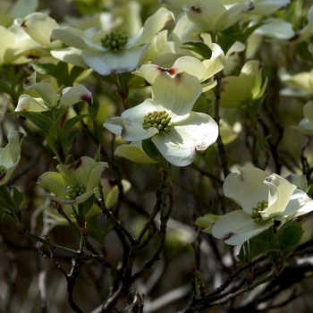 Cornus - Flowering Dogwood